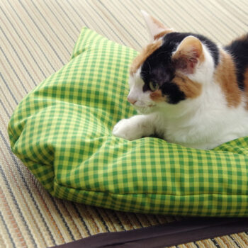 猫のしあわせ座布団：グリーンの使用感